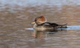 Harle couronné / Hooded Merganser