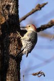Pic à ventre roux / Red-bellied Woodpecker
