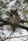 Grand-duc dAmérique / Great Horned Owl