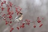 Jaseur dAmérique / Cedar Waxwing