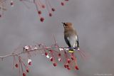 Jaseur dAmérique / Cedar Waxwing