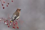 Jaseur dAmérique / Cedar Waxwing