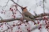 Jaseur boréal / Bohemian Waxwing