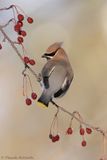 Jaseur dAmérique / Cedar Waxwing