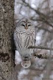 Chouette rayée / Barred Owl