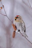 Sizerin flammé / Common Redpoll