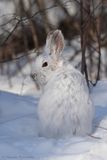 Lièvre dAmérique / Snowshoe Hare