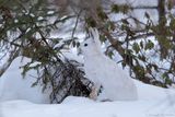 Lièvre dAmérique / Snowshoe Hare