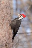 Grand pic / Pileated Woodpecker