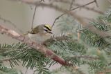 Roitelet à couronne dorée / Golden-crowned Kinglet