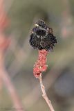 Étourneau sansonnet / European Starling