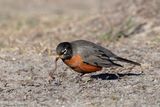 Merle dAmérique / American Robin