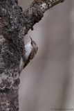 Grimpereau brun / Brown Creeper