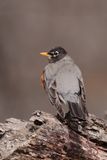 Merle dAmérique / American Robin