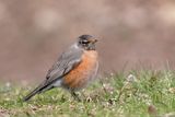 Merle dAmérique / American Robin