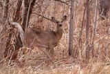 Cerf de Virginie / White-tailed deer