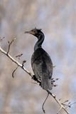 Cormoran à aigrette / Double-crested Cormorant