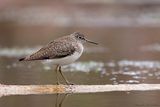 Chevalier solitaire / Solitary Sandpiper