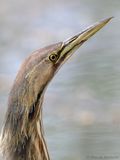 Butor dAmérique / American Bittern