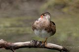 Canard branchu / Wood Duck