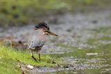 Héron vert / Green Heron