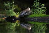 Canard colvert / Mallard