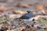 Junco ardoisé / Dark-eyed Junco