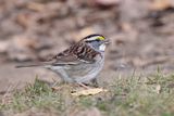 Bruant à gorge blanche / White-throated Sparrow