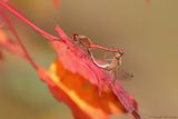 Sympetrum tardif / Autumn Meadowhawk