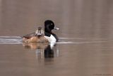 Fuligule à collier / Ring-necked Duck