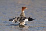 Grand harle / Common Merganser