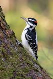Pic chevelu / Hairy Woodpecker