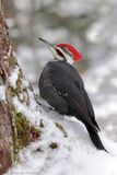 Grand pic / Pileated Woodpecker