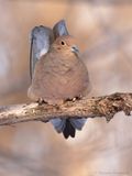 Tourterelle triste / Mourning Dove