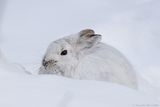 Lièvre dAmérique / Snowshoe Hare