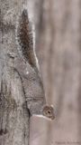 Écureuil gris / Eastern grey squirrel