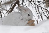 Lièvre dAmérique / Snowshoe Hare