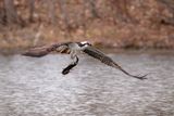 Balbusard pêcheur / Osprey
