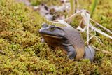 Ouaouaron / American bullfrog