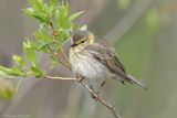 Paruline tigrée / Cape May Warbler