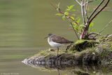 Chevalier solitaire / Solitary Sandpiper