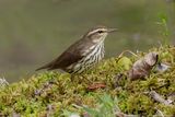Paruline des ruisseaux / Northern Waterthrush