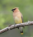 Jaseur dAmérique / Cedar Waxwing