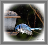 BlueJay