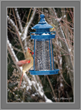 Female Cardinal