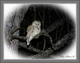 March 19th Barred owl