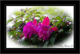 DSC02790_DxO.png