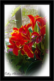 DSC04992_DxO.png