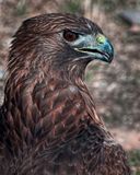 Z5A_2123RTHawkCropA1.jpg