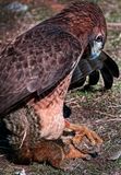 Z5A_2182RTHawkSquirrelCropA1.jpg